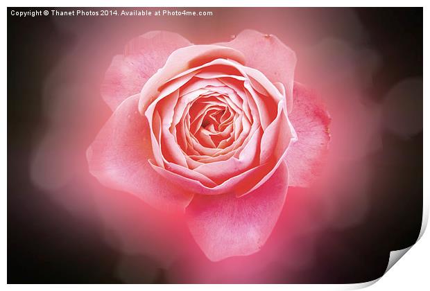 Pink rose Print by Thanet Photos