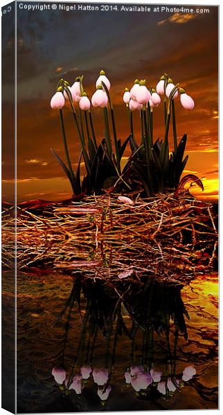 Sunset Snow Drops Canvas Print by Nigel Hatton