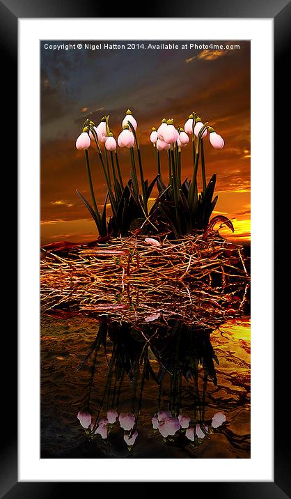 Sunset Snow Drops Framed Mounted Print by Nigel Hatton