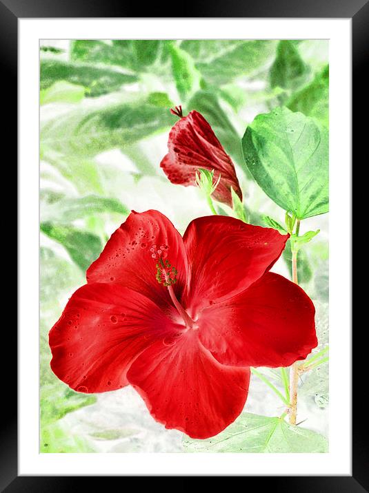 hibiscus red Framed Mounted Print by Heather Newton