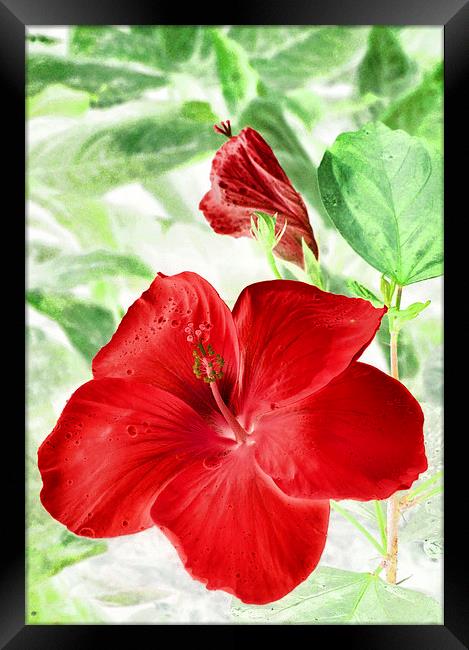 hibiscus red Framed Print by Heather Newton