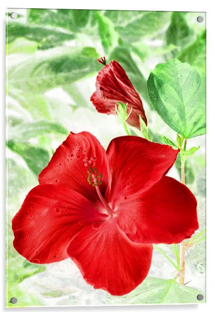 hibiscus red Acrylic by Heather Newton