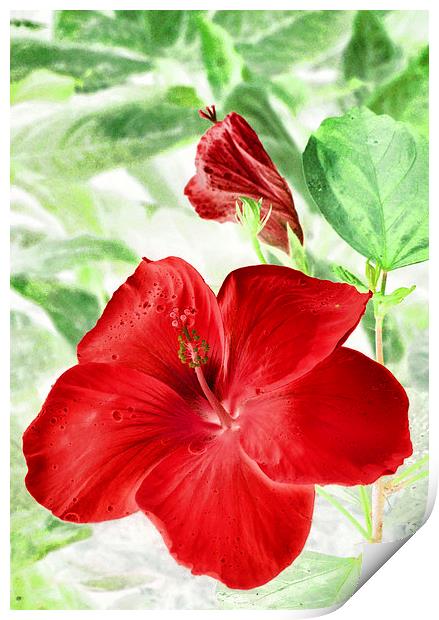 hibiscus red Print by Heather Newton