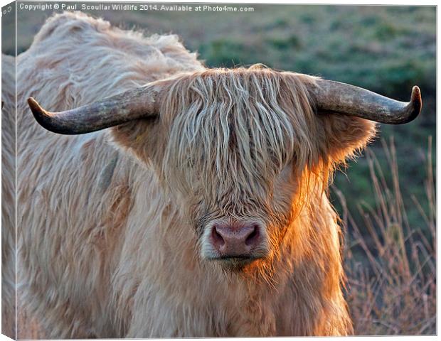 Bull with attitude. Canvas Print by Paul Scoullar