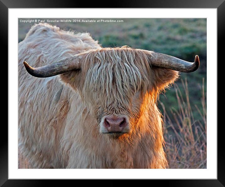 Bull with attitude. Framed Mounted Print by Paul Scoullar