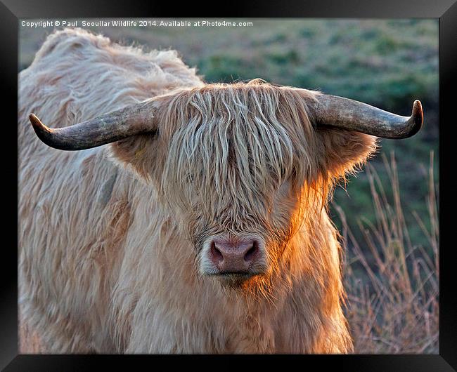 Bull with attitude. Framed Print by Paul Scoullar