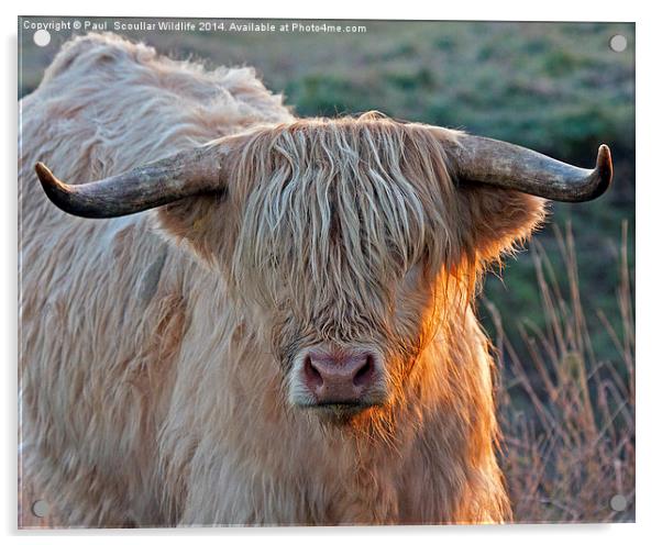 Bull with attitude. Acrylic by Paul Scoullar