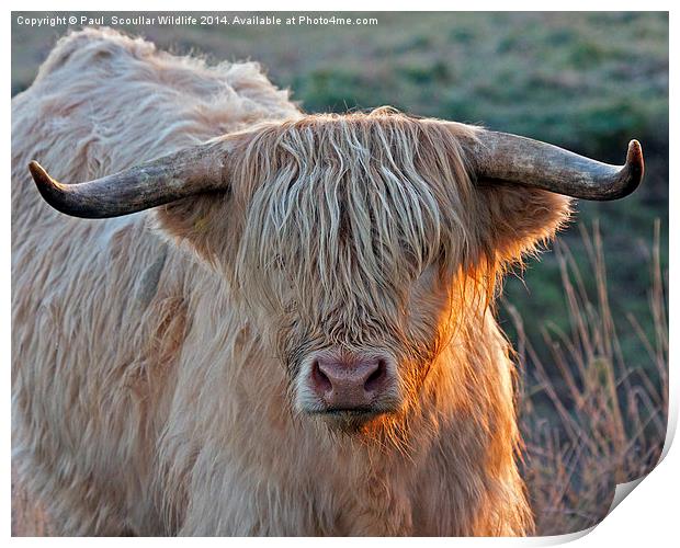 Bull with attitude. Print by Paul Scoullar