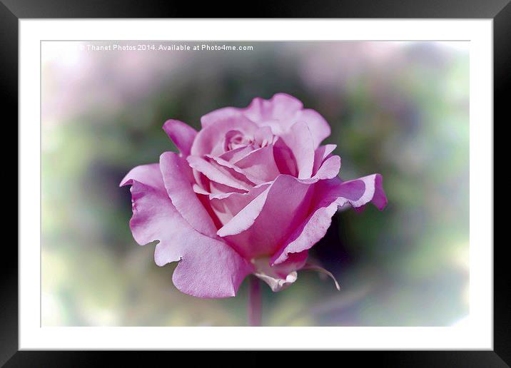 Beautiful pink rose Framed Mounted Print by Thanet Photos