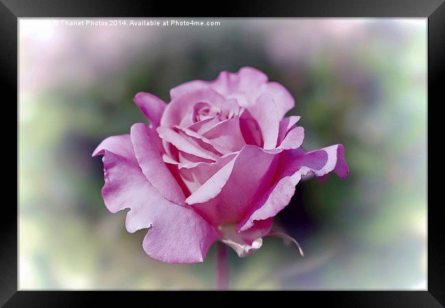 Beautiful pink rose Framed Print by Thanet Photos