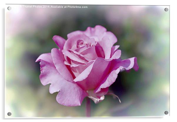 Beautiful pink rose Acrylic by Thanet Photos
