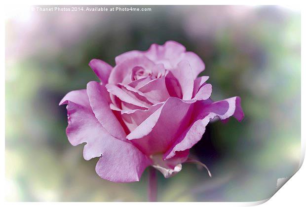 Beautiful pink rose Print by Thanet Photos