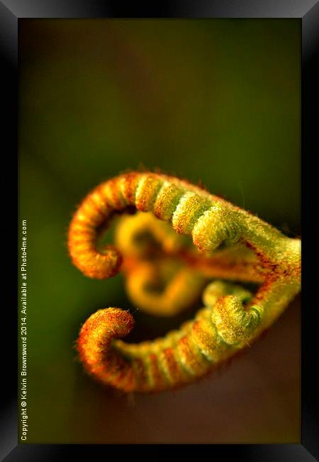 Love fern Framed Print by Kelvin Brownsword