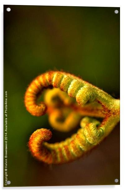 Love fern Acrylic by Kelvin Brownsword