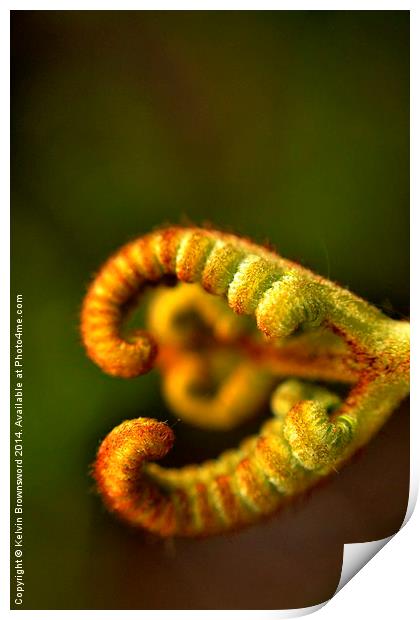 Love fern Print by Kelvin Brownsword