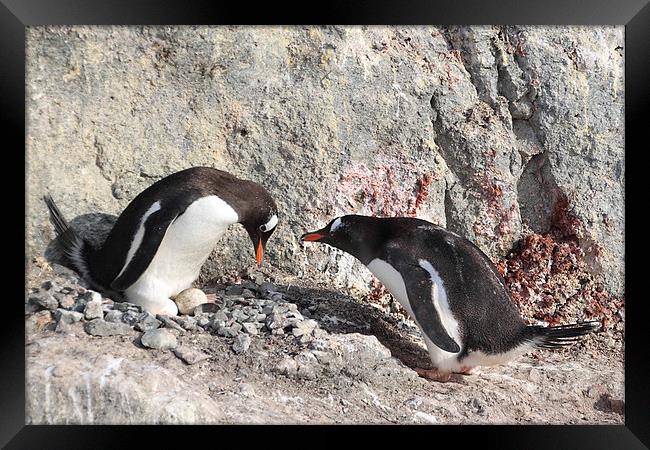 Gentoo Penguins Pair Bonding Framed Print by Carole-Anne Fooks