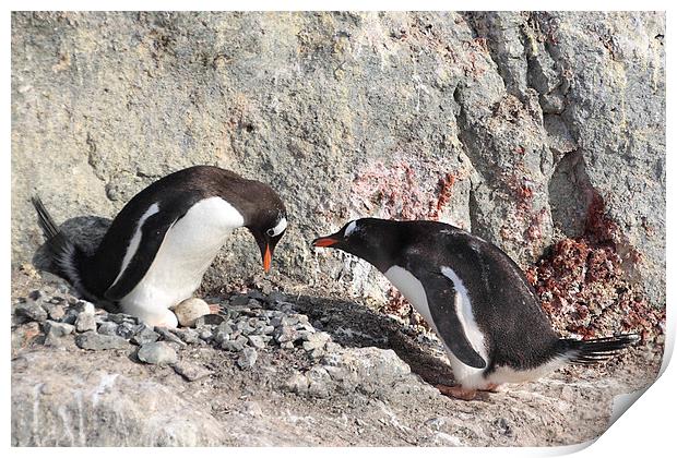 Gentoo Penguins Pair Bonding Print by Carole-Anne Fooks