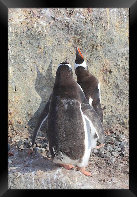 Gentoo Penguins Pair Bonding Framed Print by Carole-Anne Fooks