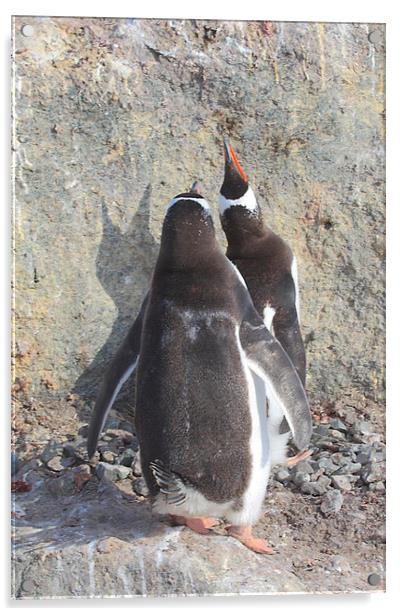 Gentoo Penguins Pair Bonding Acrylic by Carole-Anne Fooks