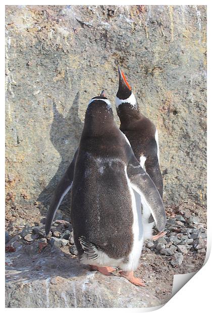 Gentoo Penguins Pair Bonding Print by Carole-Anne Fooks