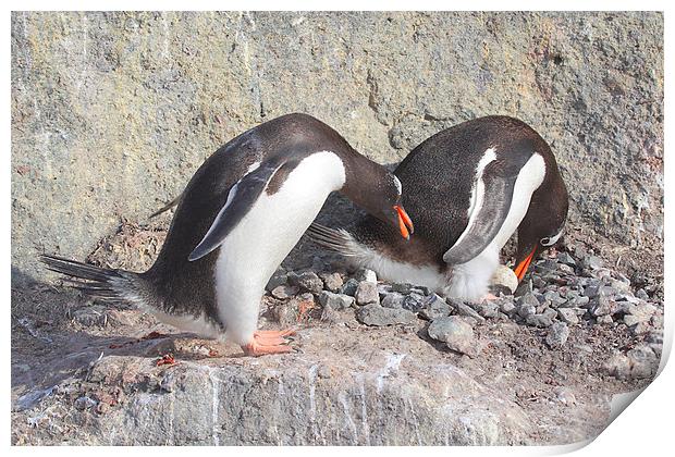 Gentoo Penguins Pair Bonding Print by Carole-Anne Fooks