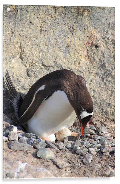 Gentoo Penguin With Eggs Acrylic by Carole-Anne Fooks