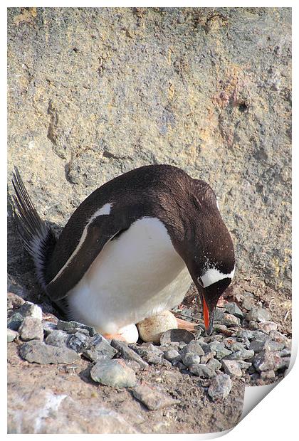Gentoo Penguin With Eggs Print by Carole-Anne Fooks
