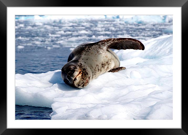 Crabeater Seal on Ice Floe Framed Mounted Print by Geoffrey Higges