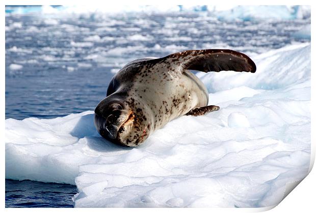 Crabeater Seal on Ice Floe Print by Geoffrey Higges