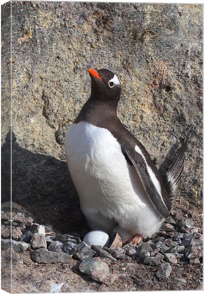 Gentoo Penguin on Nest with Eggs Canvas Print by Carole-Anne Fooks