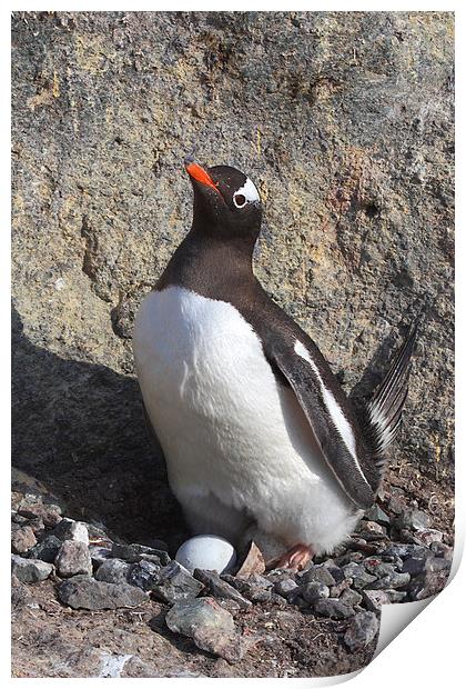 Gentoo Penguin on Nest with Eggs Print by Carole-Anne Fooks