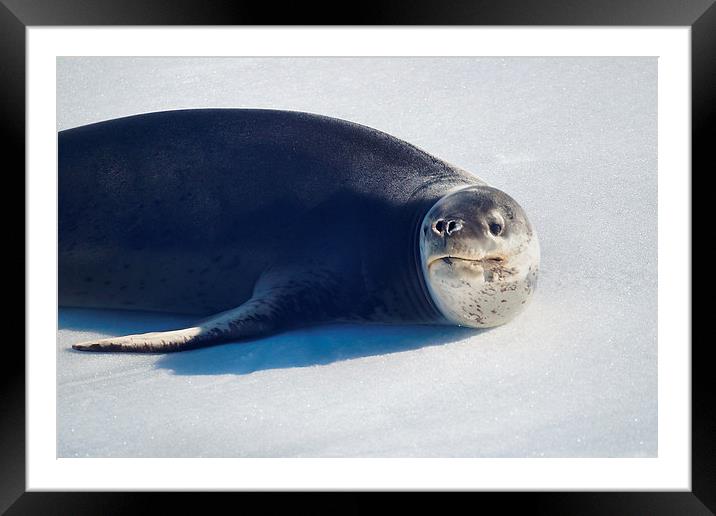 Leopard Seal on Ice Floe Framed Mounted Print by Geoffrey Higges
