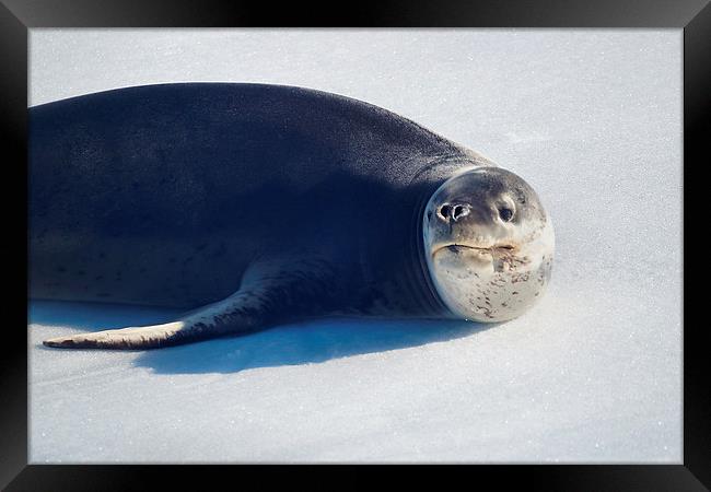 Leopard Seal on Ice Floe Framed Print by Geoffrey Higges