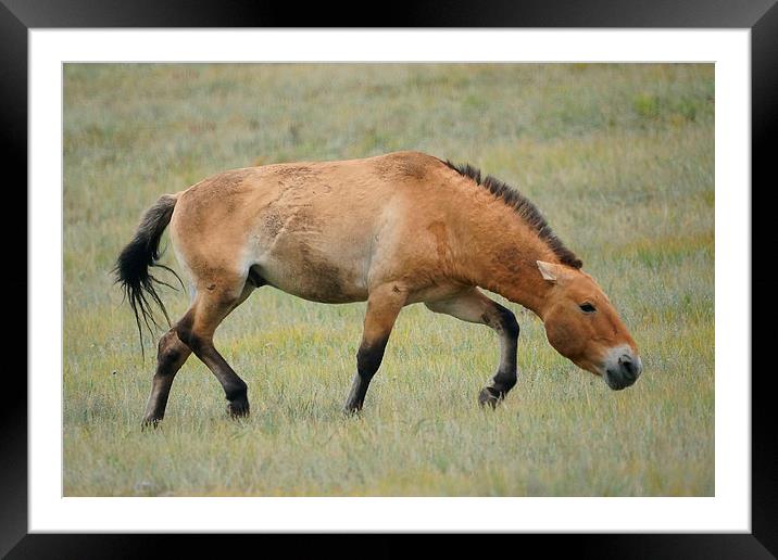 True Wild Horse, Mongolia Framed Mounted Print by Geoffrey Higges