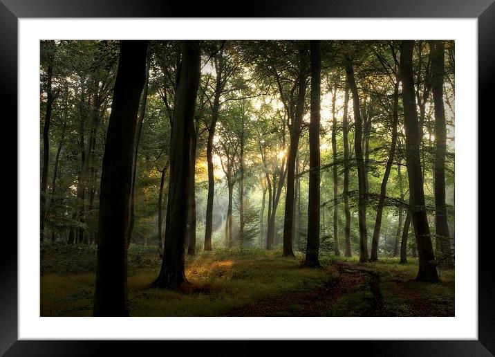 Summer Light in Beech Woodlands Framed Mounted Print by Ceri Jones