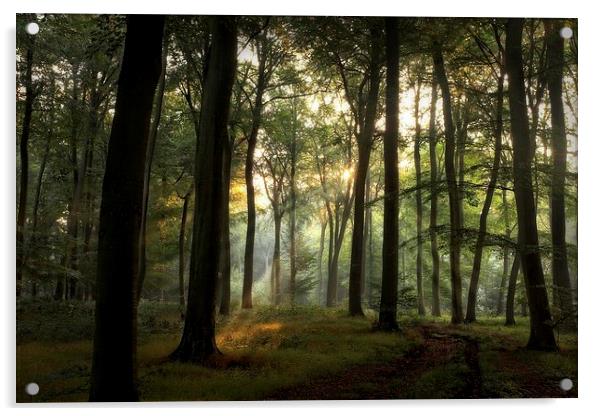 Summer Light in Beech Woodlands Acrylic by Ceri Jones