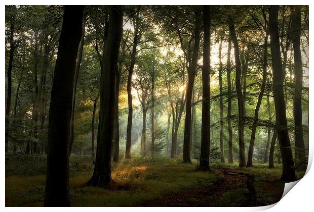 Summer Light in Beech Woodlands Print by Ceri Jones