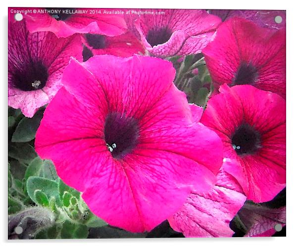 PETUNIAS OIL PAINTING Acrylic by Anthony Kellaway
