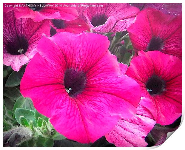 PETUNIAS OIL PAINTING Print by Anthony Kellaway