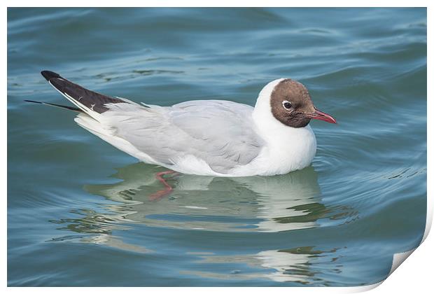 Black headed gull Print by Colin Porteous