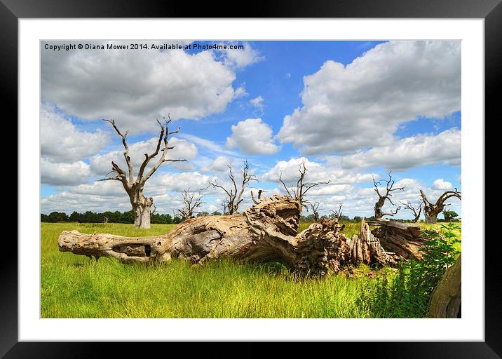 Mundon Oaks near Maldon Essex Framed Mounted Print by Diana Mower