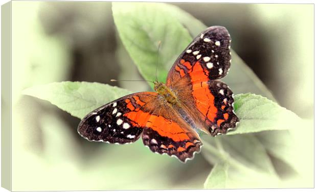 Butterfly Canvas Print by Susan Sanger