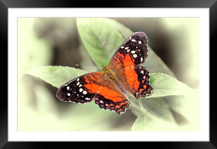 Butterfly Framed Mounted Print by Susan Sanger