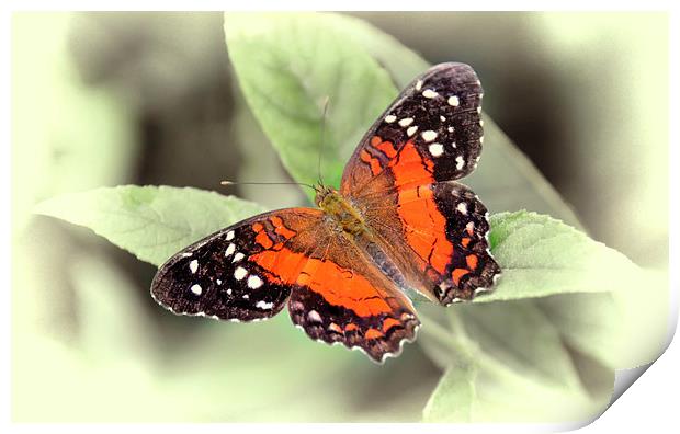 Butterfly Print by Susan Sanger