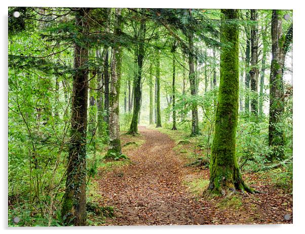 Woodland Path Acrylic by Helen Hotson
