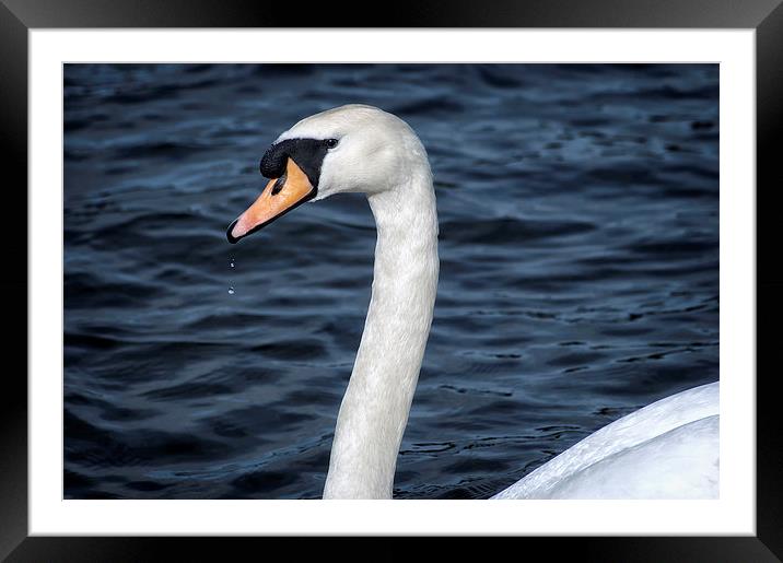 Swan Framed Mounted Print by Mary Lane
