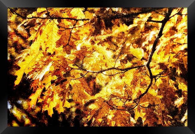 Golden Oak Framed Print by Mary Lane