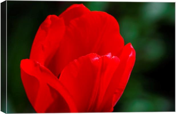 Red petals Canvas Print by Tracy Hughes