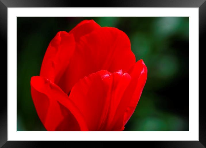 Red petals Framed Mounted Print by Tracy Hughes