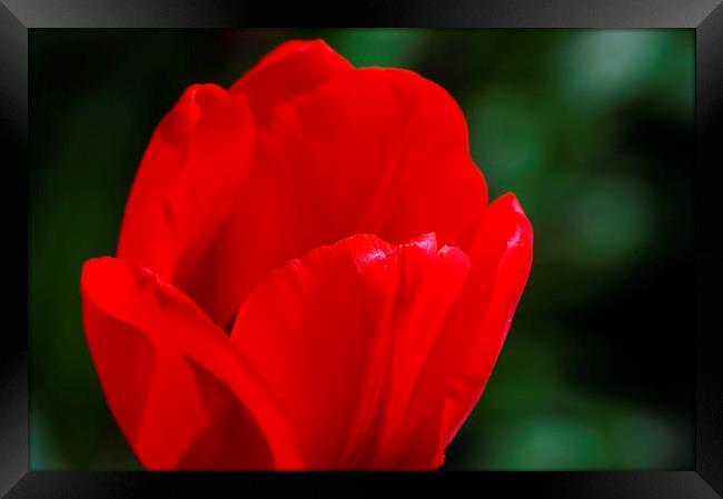 Red petals Framed Print by Tracy Hughes